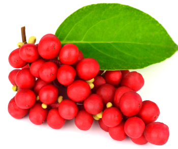 Schisandra